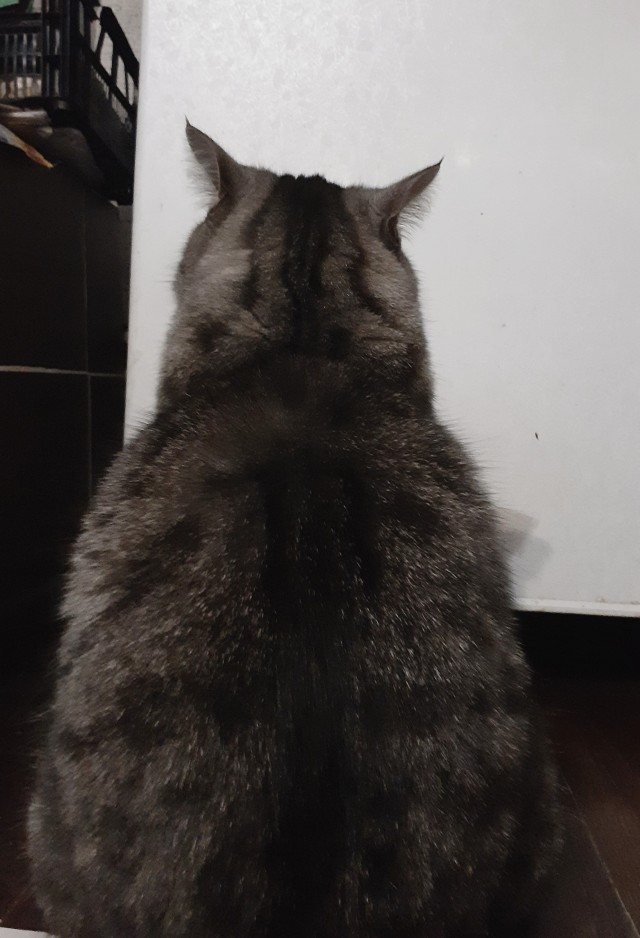 Ну, с котовторником!