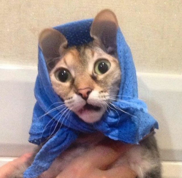 Эти забавные животные