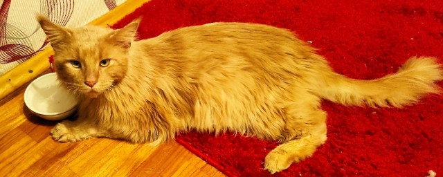 Мы завели кота.