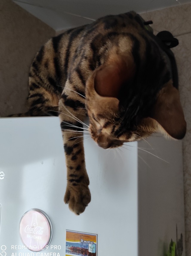 Моя красотка