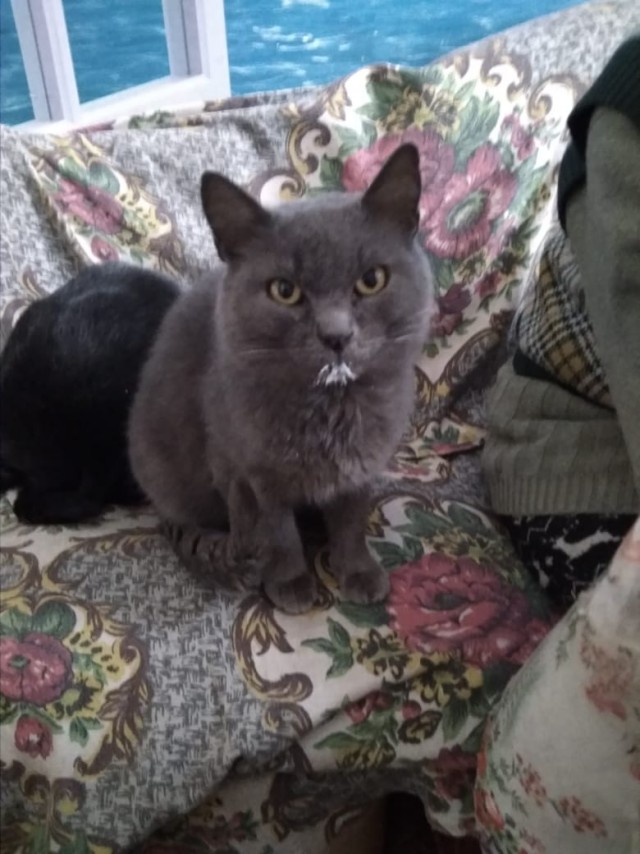 Котовторнику посвящается