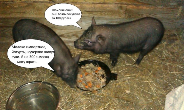 2021 год,покупка на 1000 рублей в продуктовом магазине...Когда то это была полная тележка...