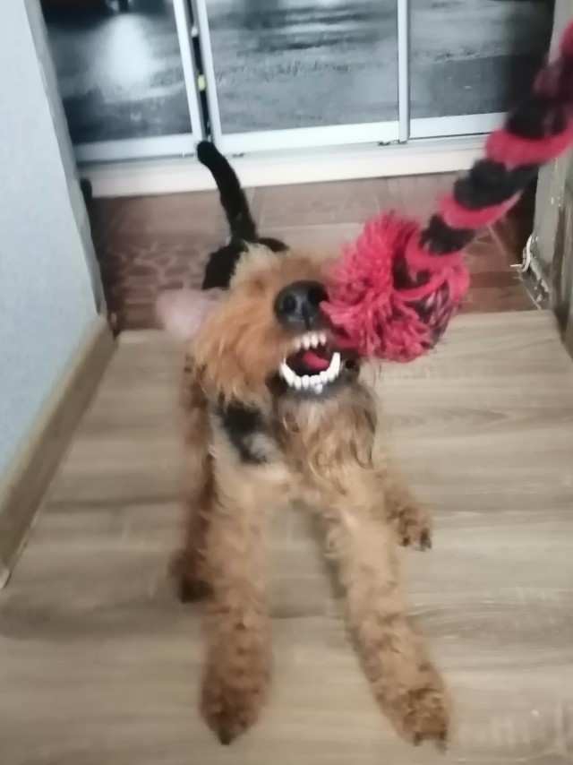 Я не люблю собак