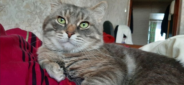 Котовторник же!