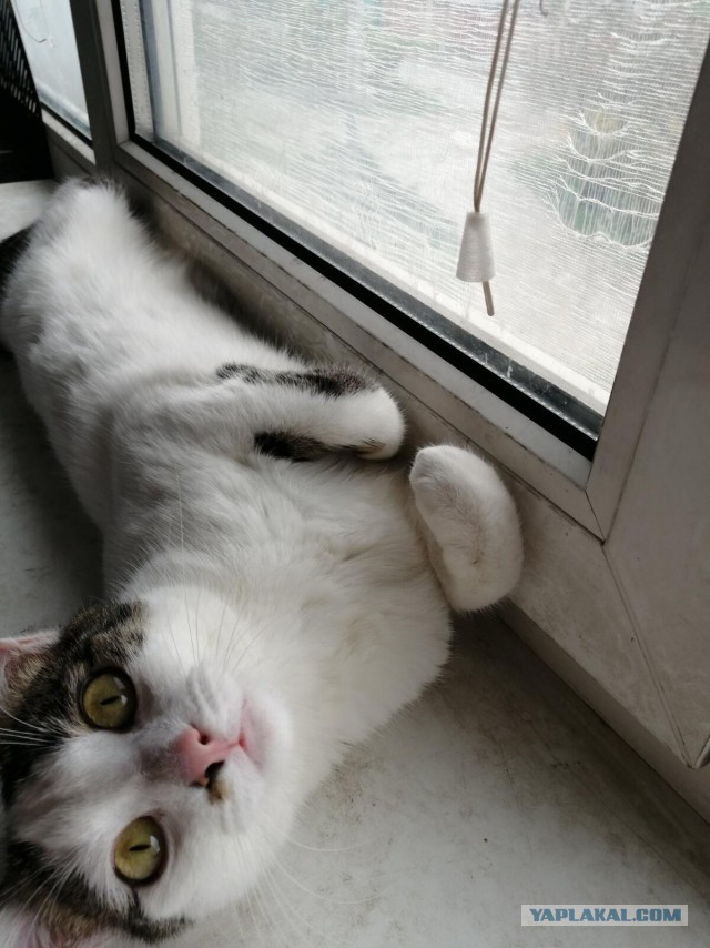 Даешь котовторник!