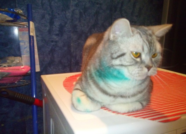 Хоба! Котовторник!