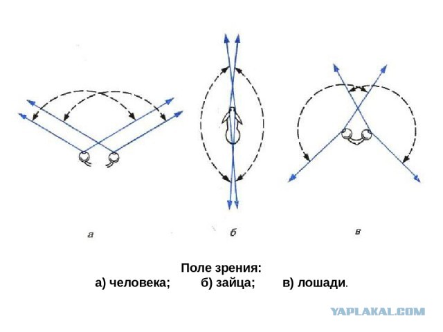 Заяц увернулся от атаки с воздуха