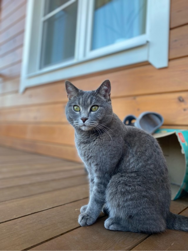 Котовторник 14.09.2021
