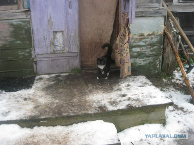 Жизнь домашнего приюта для котеек 372