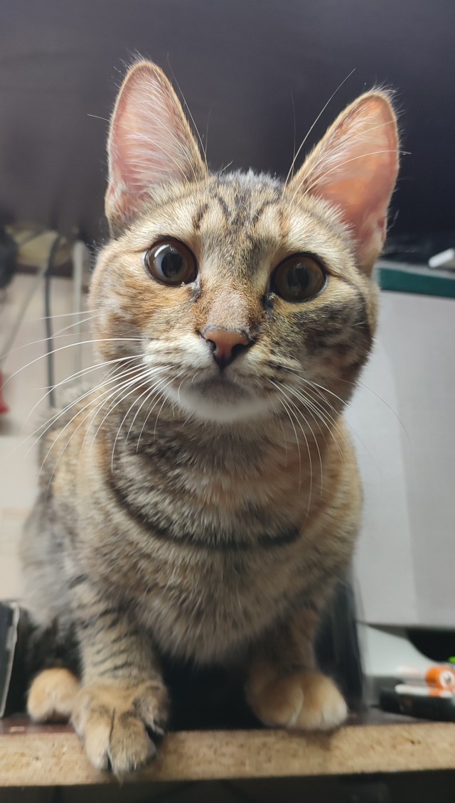 Котовторник
