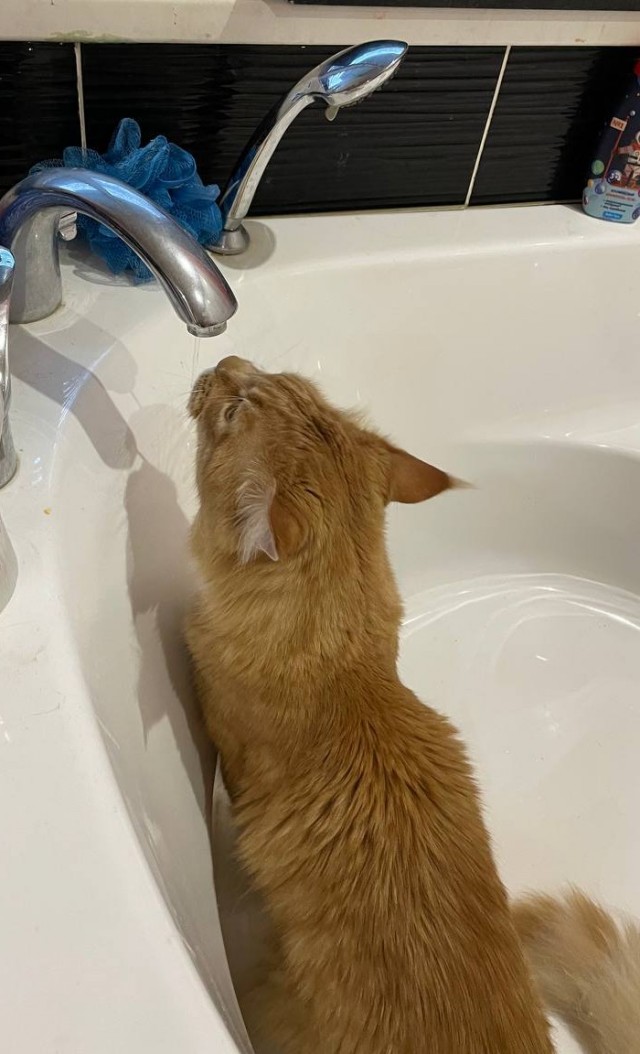Котовторник ведь начался!