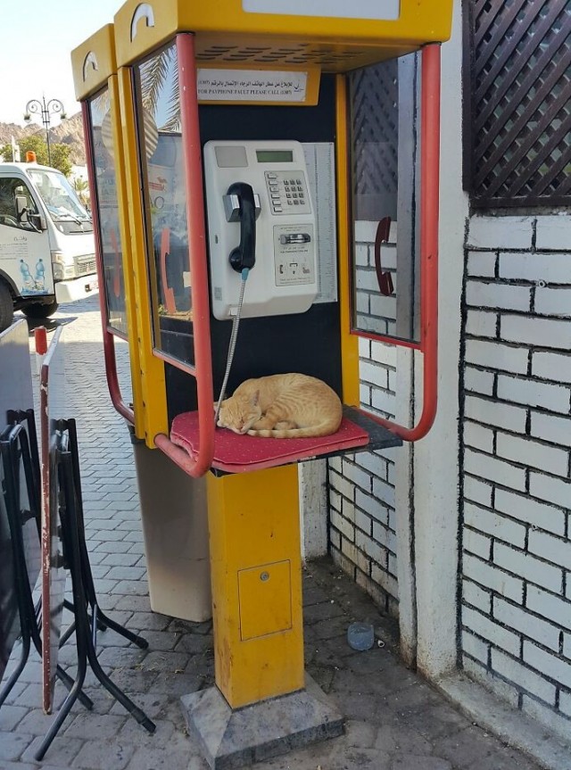 К котофторнику