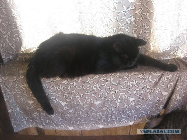 Жизнь домашнего приюта для котеек 407