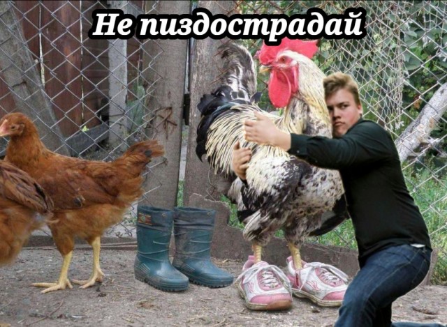 Фотожаба: The New Rambo