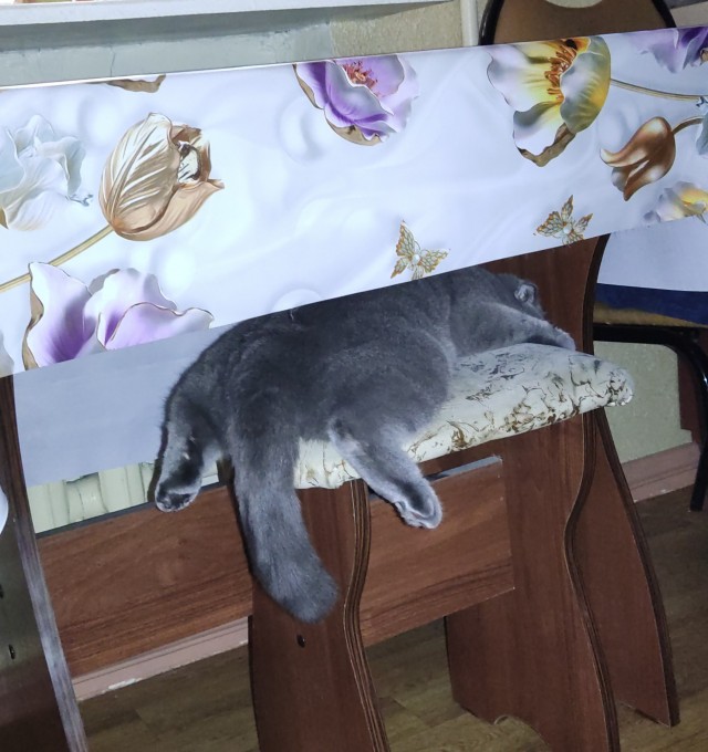 Устал друг. Сегодня Баксу 3 года.