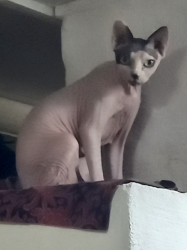 Про кота Семена