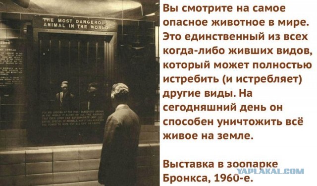У котика плохое настроение