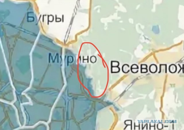 В Мурино ласки захватывают территорию местных крыс