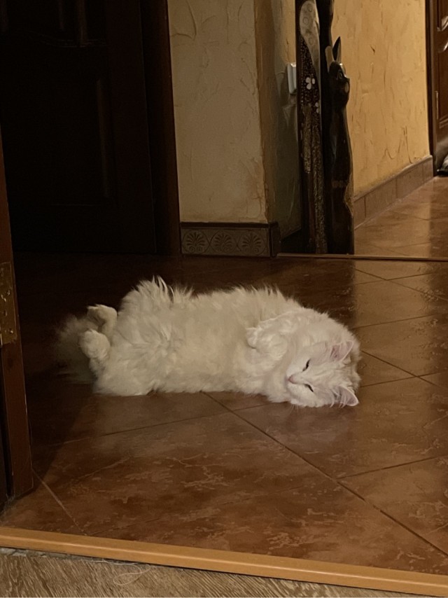 Котовторник! 16+ Коллеги-рабы, отмечаемся, у кого хозяину много лет!