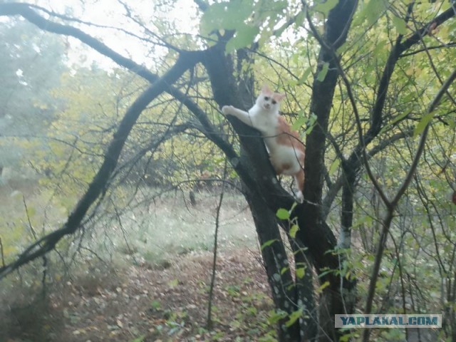 Жизнь домашнего приюта для котеек 466