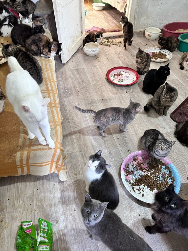 Кошачий приют