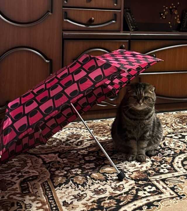 Котовторник 09.04.24