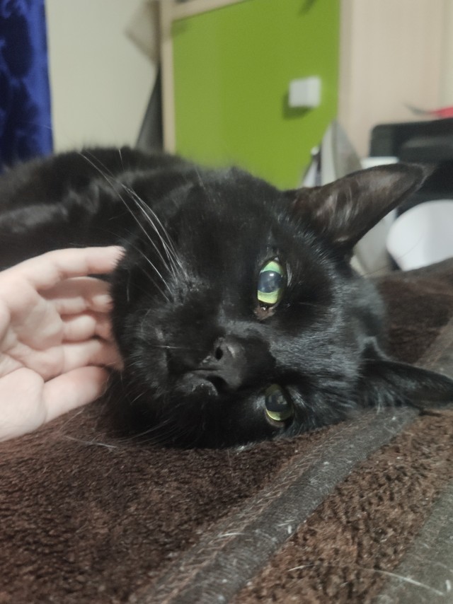 Россию сочли самой кошачьей страной мира