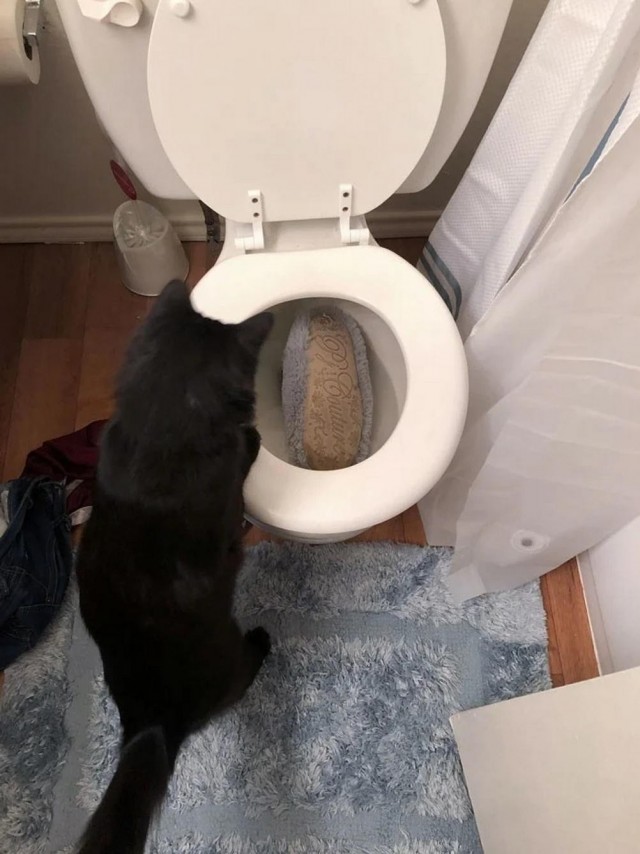 Котовторник в картинках