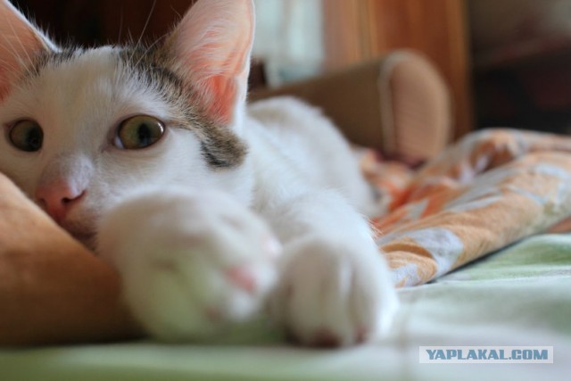 Котовторник 04.06.2013