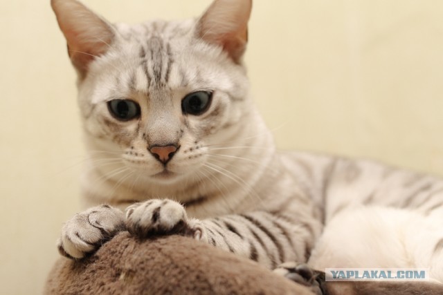 О бенгальских котах на наглядном примере