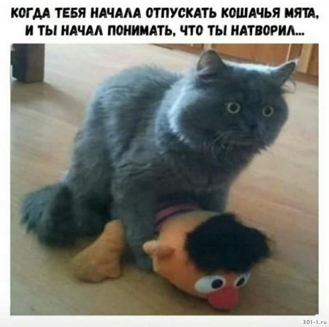 Юмор для тех, кто уже повзрослел и понял, что выходные — это миф