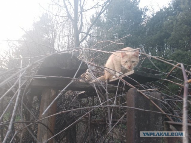 Жизнь домашнего приюта для котеек 540