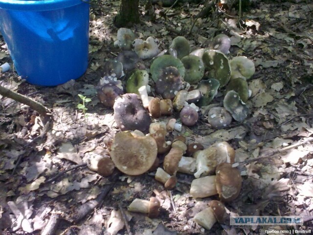 Поход за грибами,