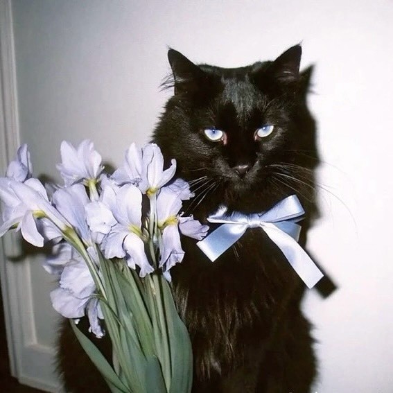 Черно/белые котики во вторник.