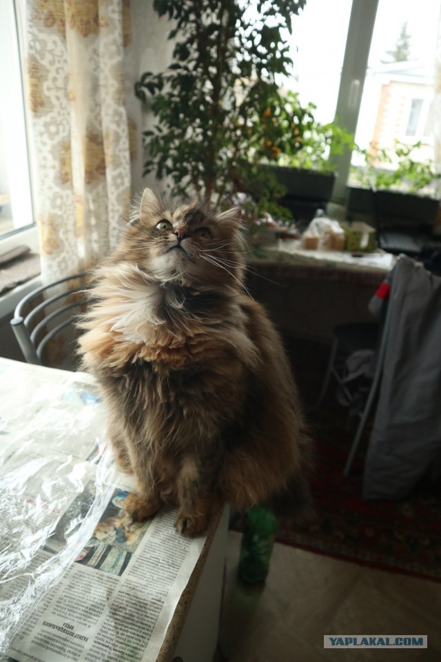 Котовторник