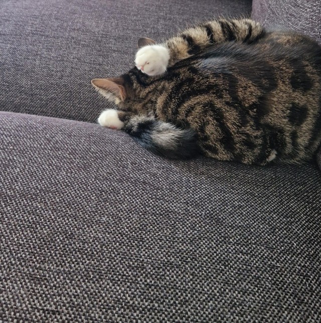 Спящих котеек тред