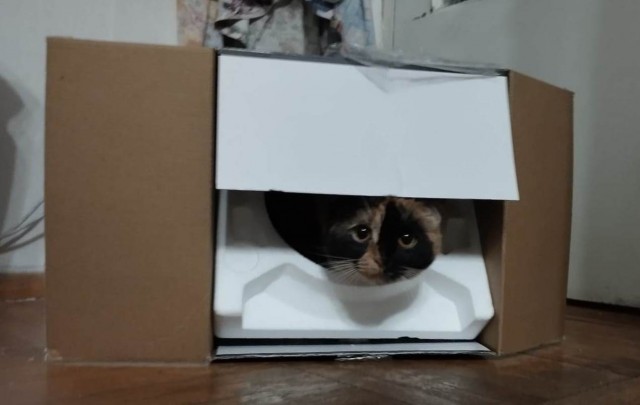 Коты и коробки
