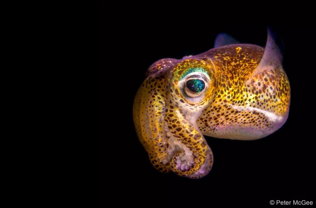 27 лучших фото финалистов и победителей конкурса Australian Geographic Nature Photographer 2025