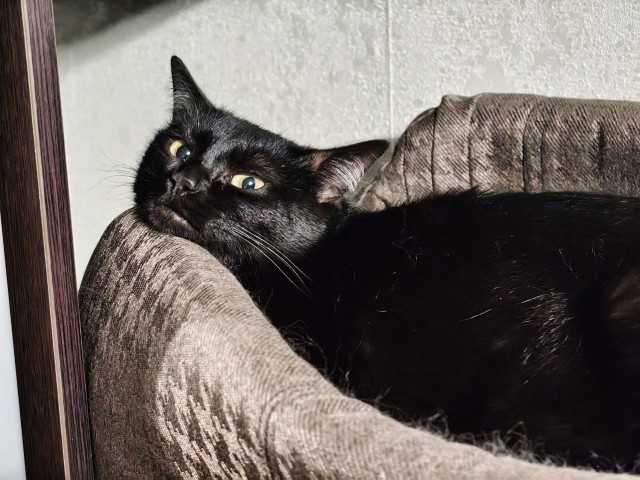 Вторник - котовторник