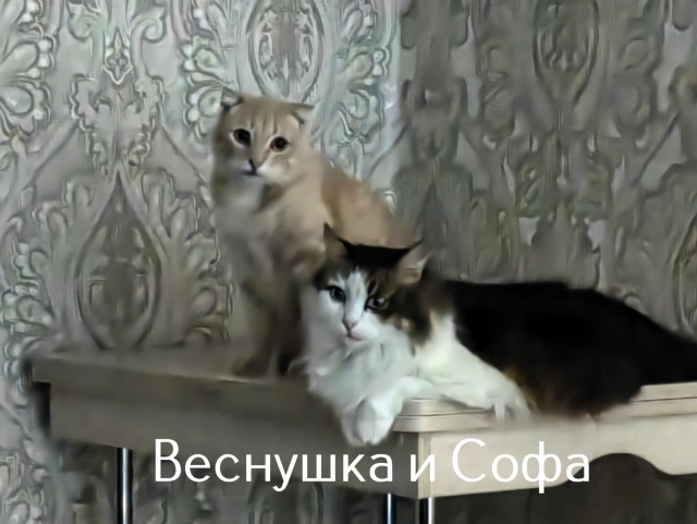 Жизнь домашнего приюта "Котоленд" 512