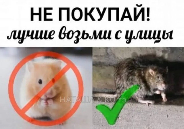 В московском ЖК «Саларьево парк» зафиксирована настоящая эпидемия крыс