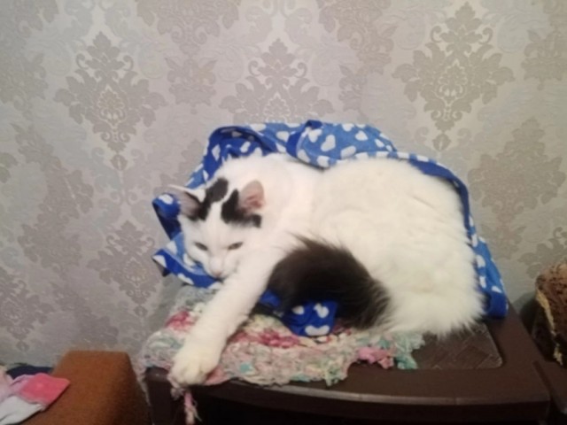 Котовторник.Наши модели