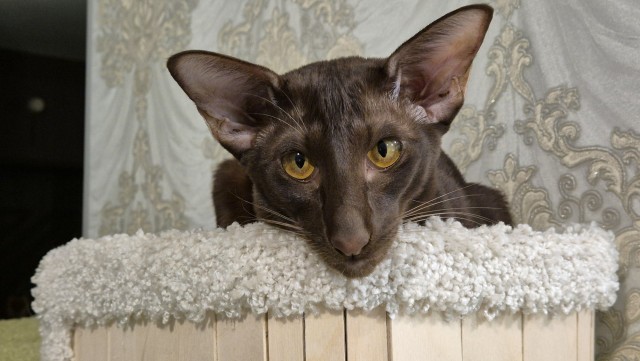 Ну раз котоффторник!