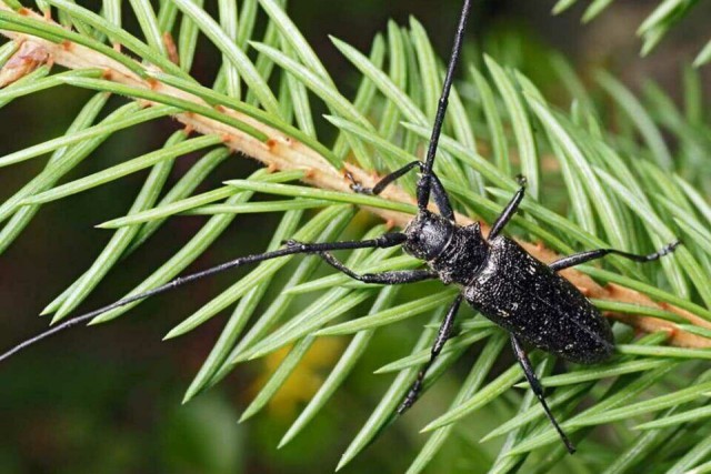 В Свердловской области введен карантин из-за появления нескольких видов жуков из семейства усачей