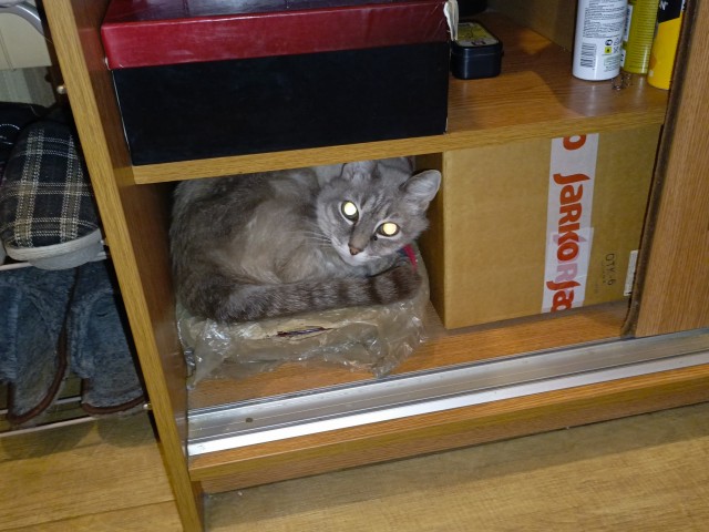 Любвеобильные котики