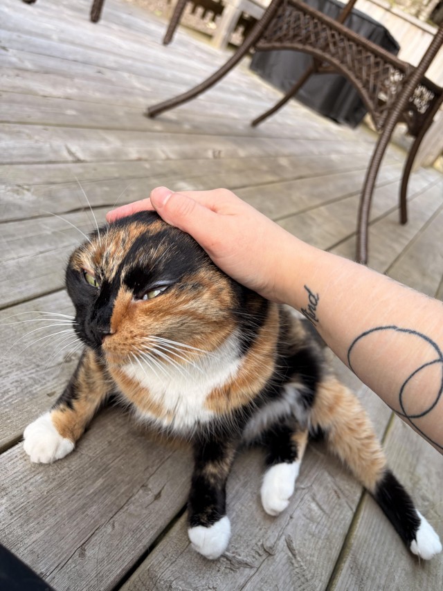 Бабушкина ласковая трëхцветка