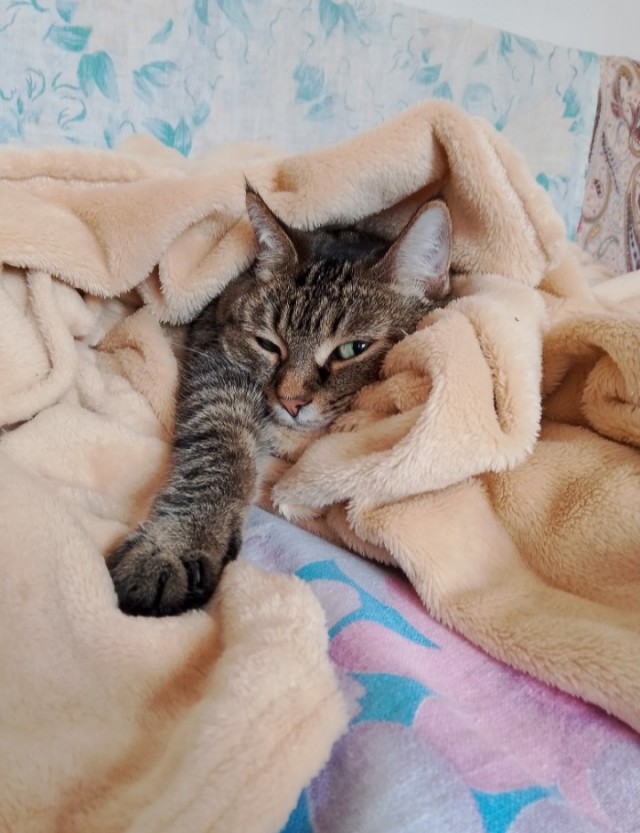 Котовторник