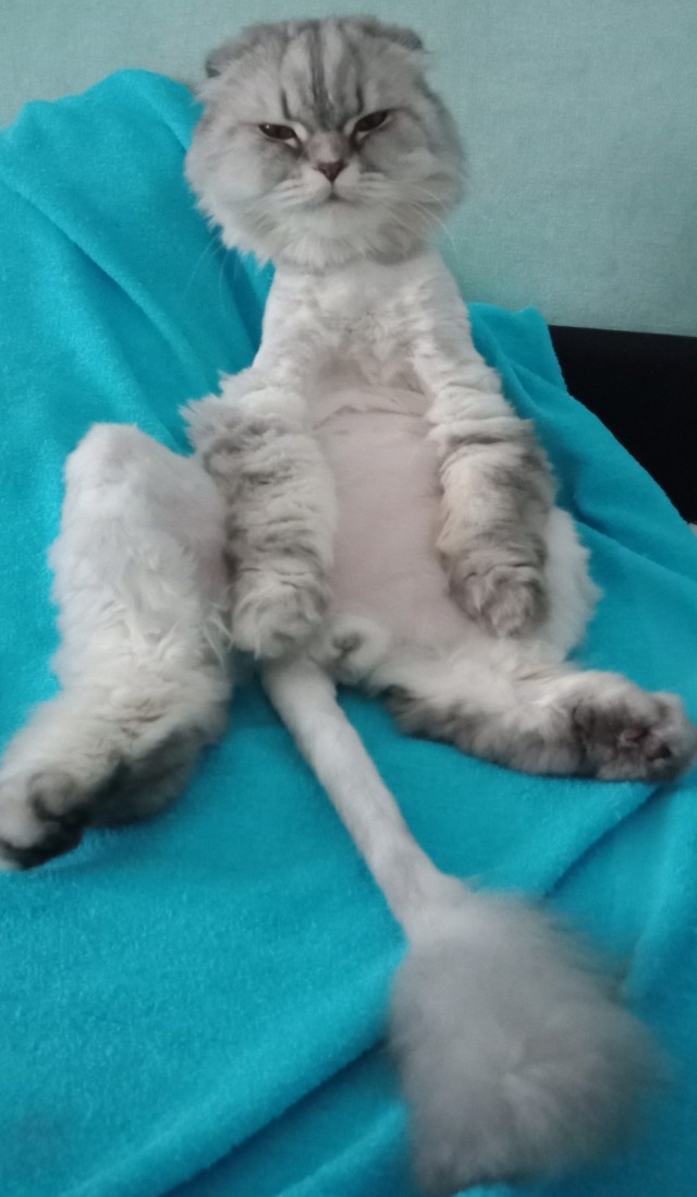 Степана вам в котовторник