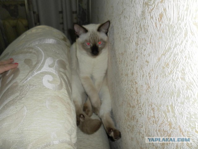 Котовторник 17.09.2013
