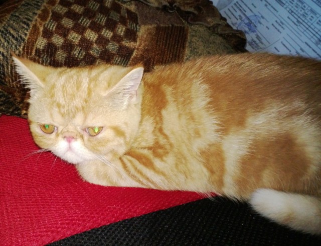 Невыразительные коты